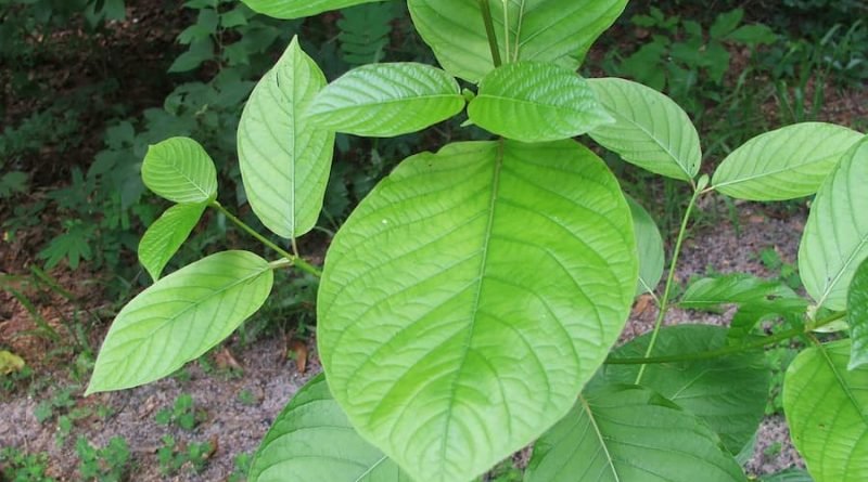Kratom In The USA - Types and Benefits