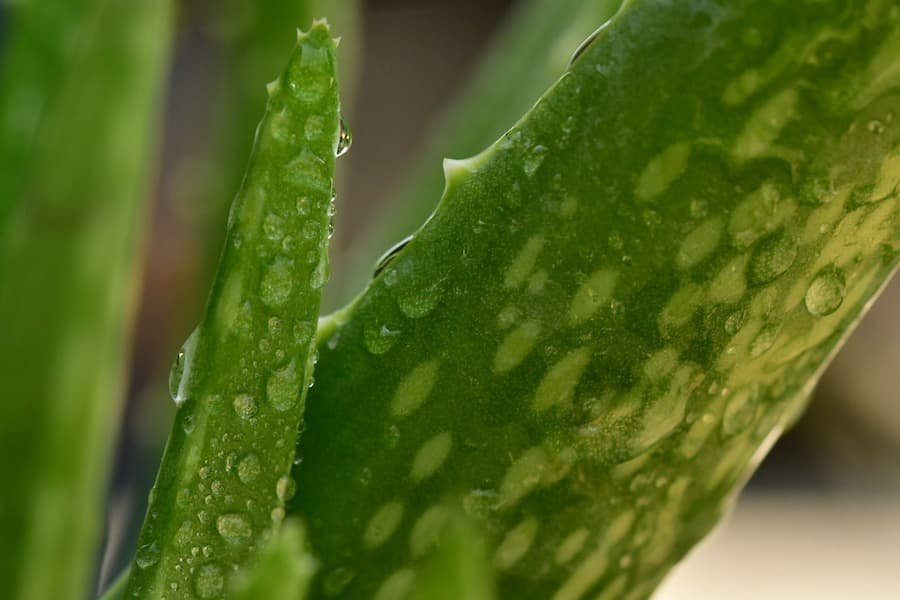 What Is Aloe Vera Juice?