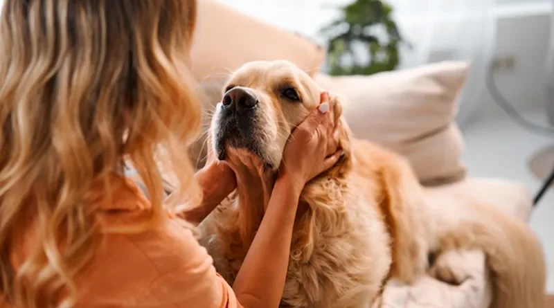 WoofApps The Digital Backbone of Modern Pet Care