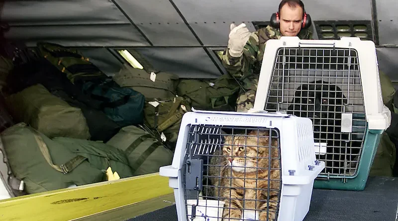 Affordable Pet Air Transport A Comprehensive Guide for Pet Owners