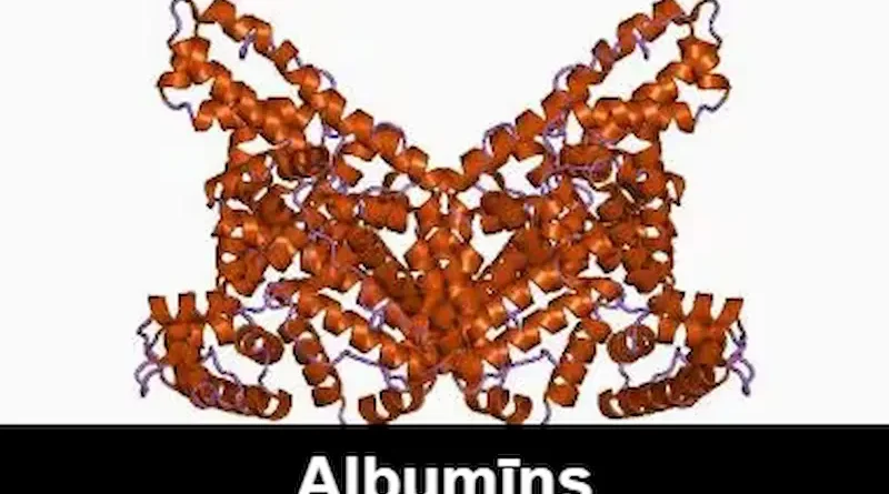 Albumīns Structure, Function, and Importance in Biology and Medicine