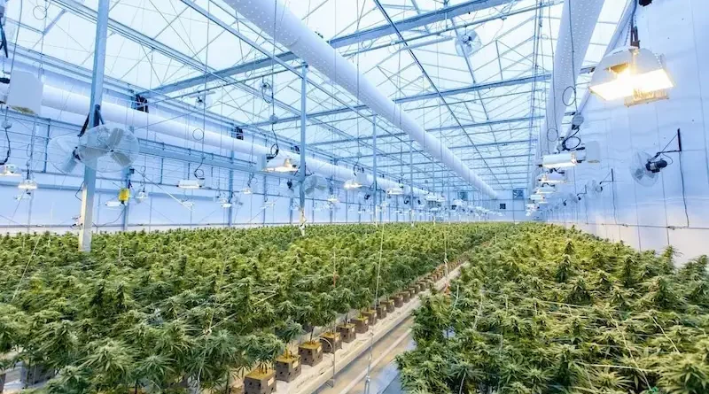 Dispensary Shop Offering Medical and Recreational Cannabis