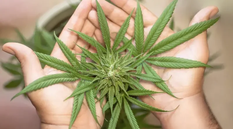 Eco-Friendly Solutions for Cleaning Cannabis Accessories
