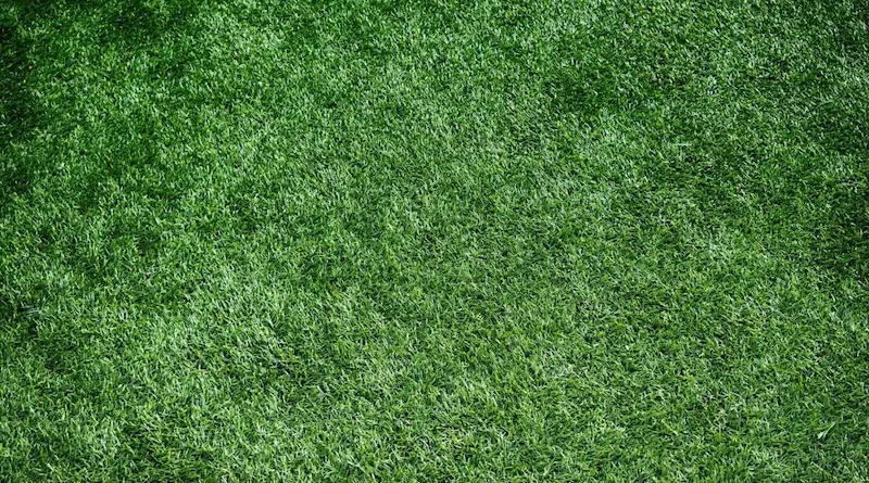 Pet-Friendly Artificial Grass for a Safe and Clean Outdoor Space