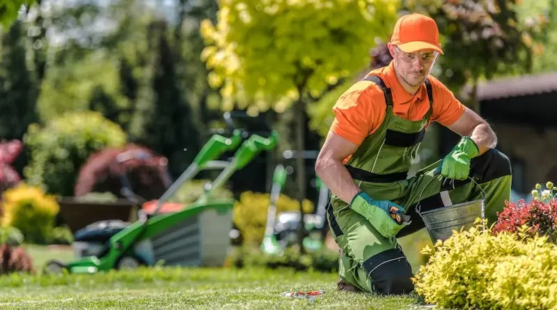 The Homeowner's Guide to a Clean, Hazard-Free Yard