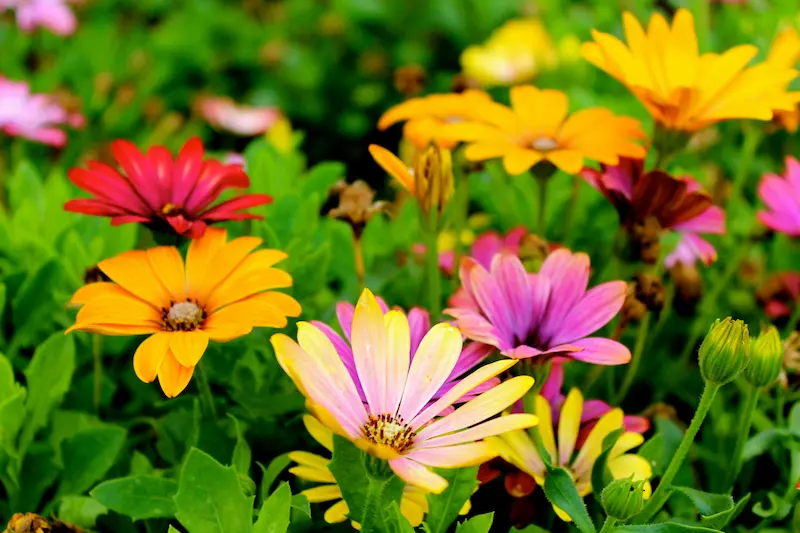 Time Flower 5 Mistakes Hosts Make With Flowers That Kill The Party Mood - Digital ...