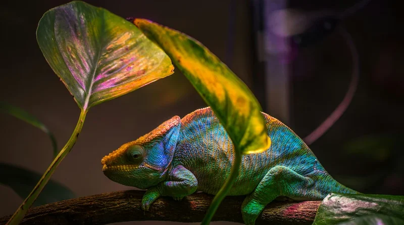 Chameleónovité Fascinating World of Chameleons