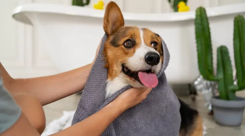 6 Ways Regular Grooming Boosts Pet Confidence