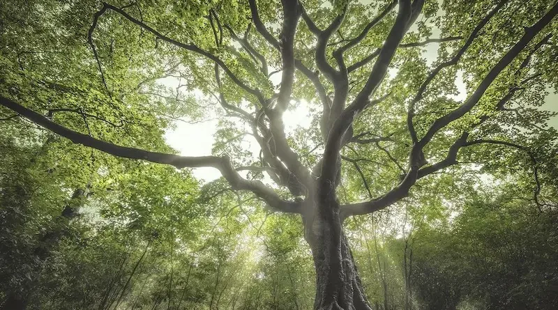 7 Leadership Lessons from Nature’s Challenges