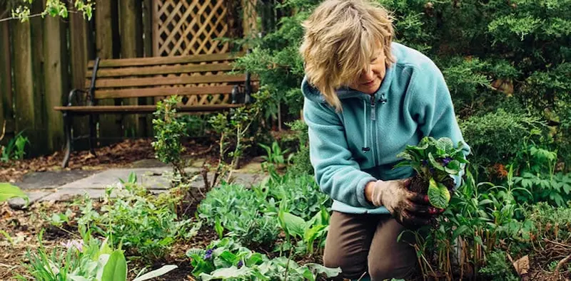 Gardening as Therapy A Guide to Healthier Living