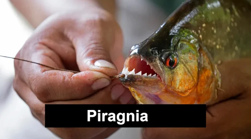 Piragnia or Piranha Myth, Biology, and the Real Story Behind the “Killer Fish”