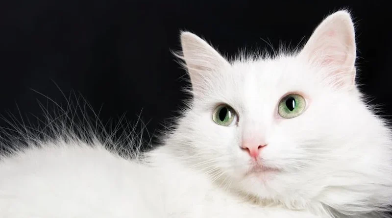 Cat Found at Hwy KK Trailer Park by School Forest